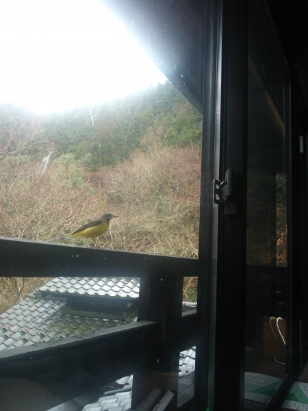 野鳥に起こされる