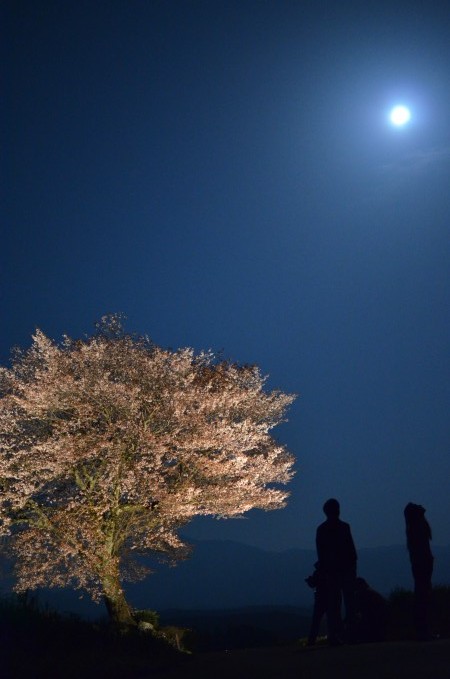 前原の一本桜と満月