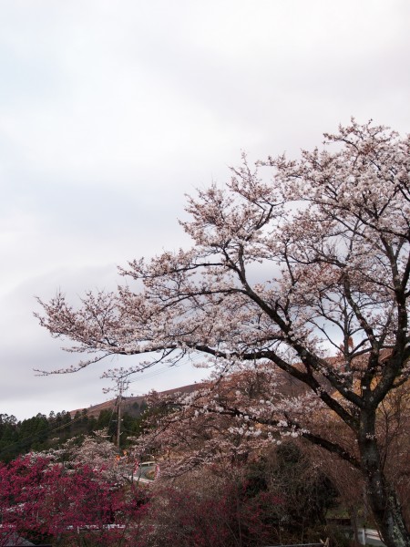 黒川の桜は・・・