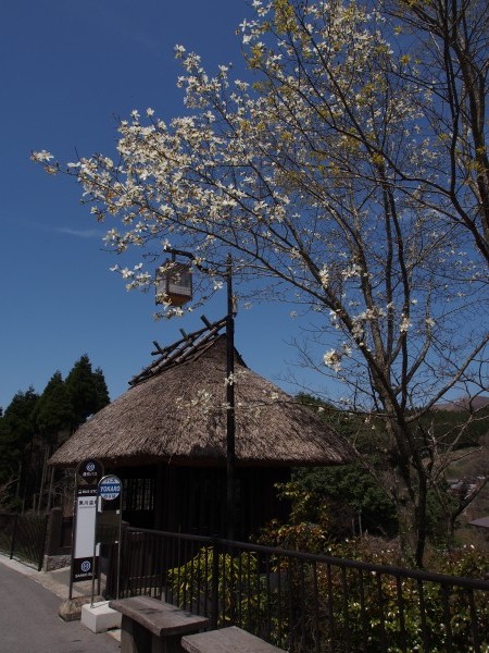 いいお天気が続いています