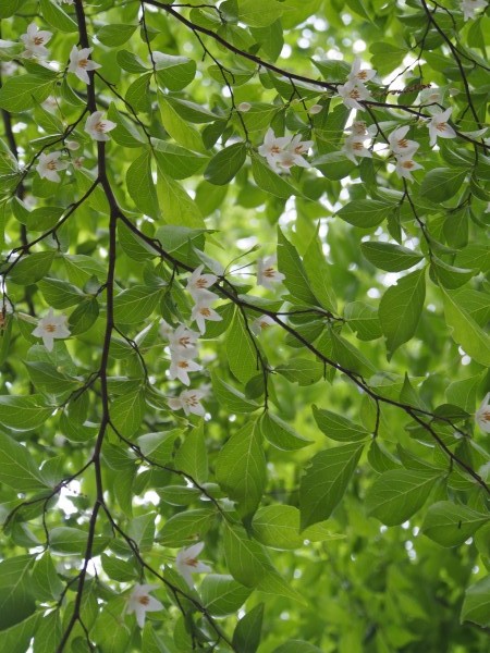 えごの木の花