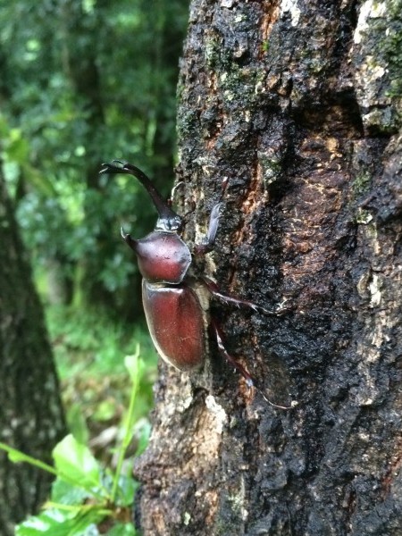 夏の王様