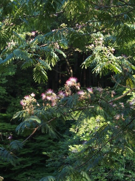 ねむの木の花が咲いています