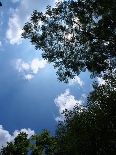 真っ青な夏空