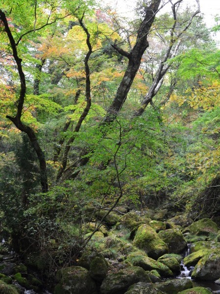 秋の野みちをゆく