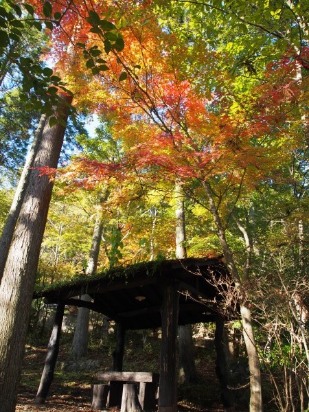 只今紅葉が７分くらいです