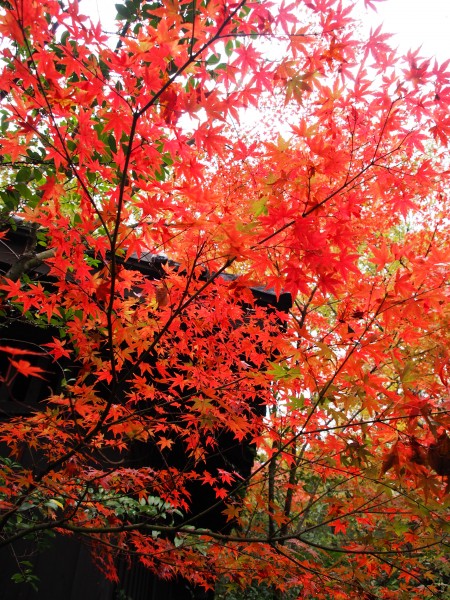 雨と紅葉