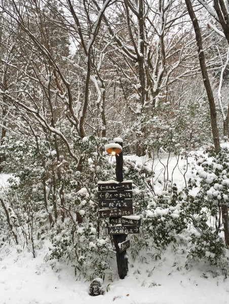 本日も雪