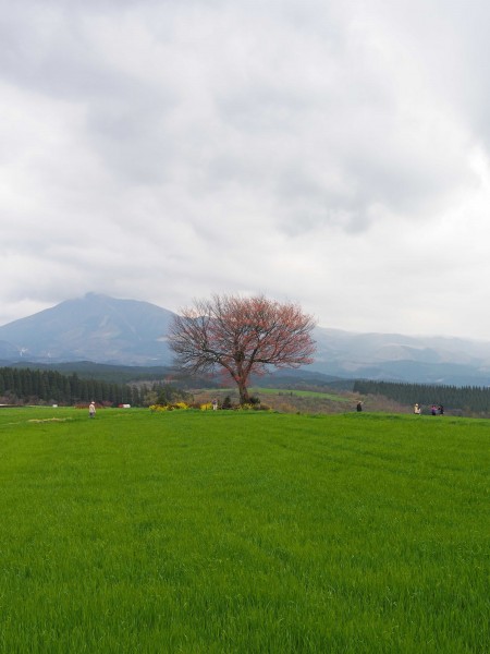 前原の一本桜