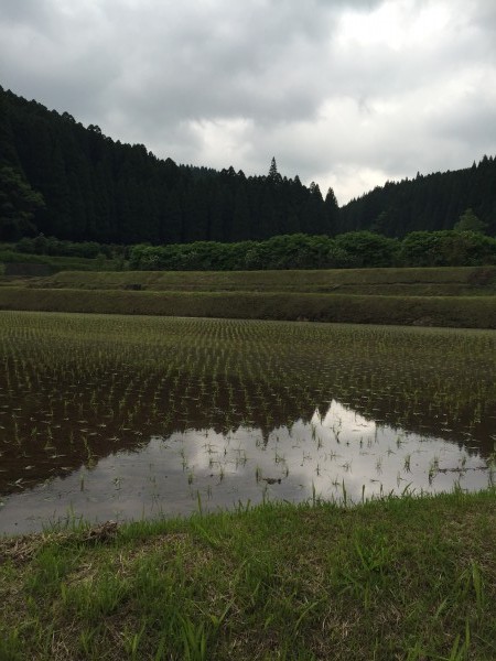 田植えが始まりました