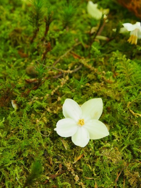 エゴノキの花