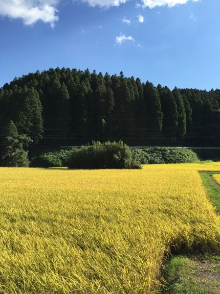 黄金の稲穂