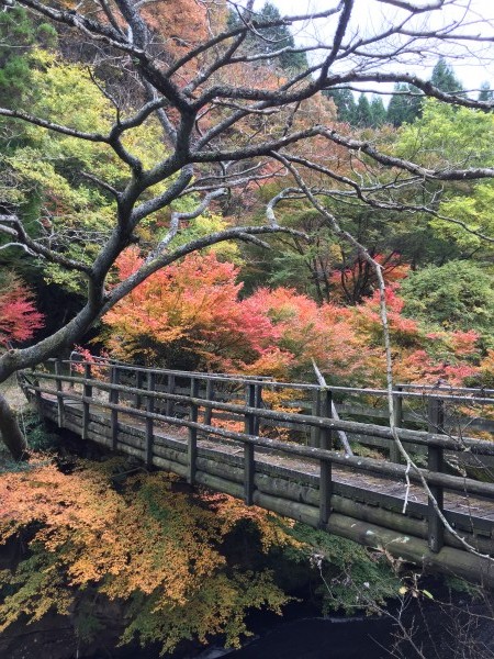 雨がしとしと