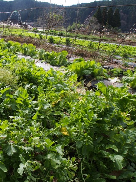 秋冬野菜が大豊作