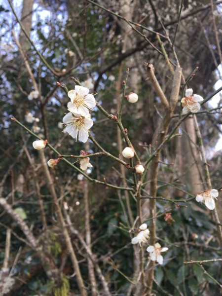 春が来た宣言