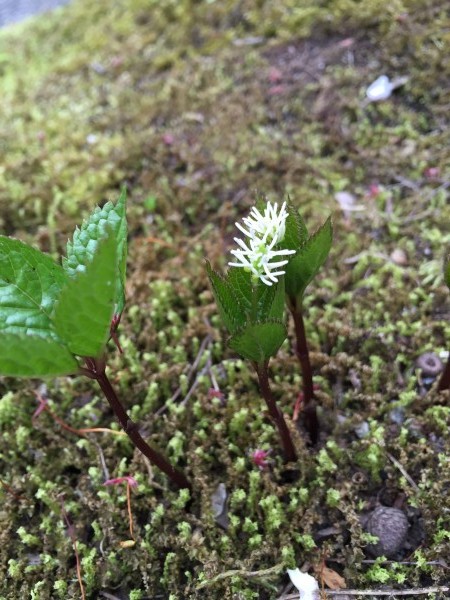 ヒトリシズカが咲きました。