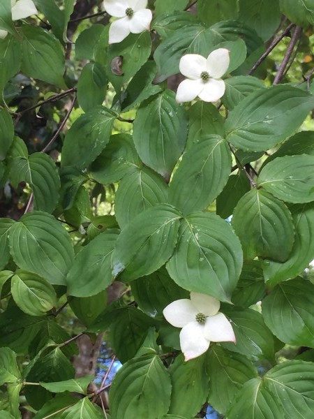 ヤマボウシの花が咲きました