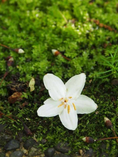 エゴノキの花