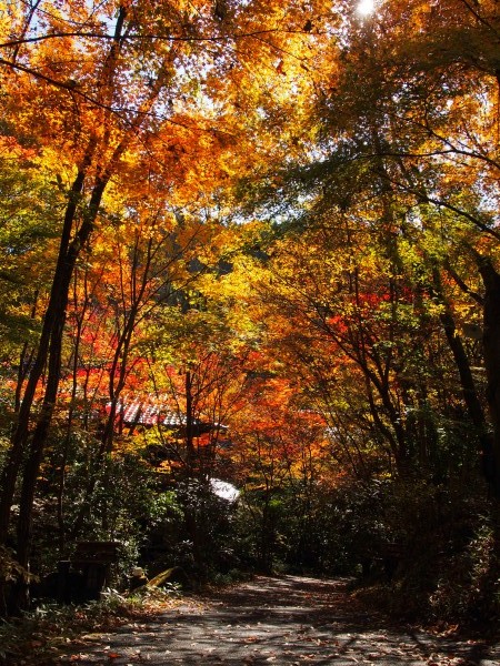 今年の紅葉は・・・