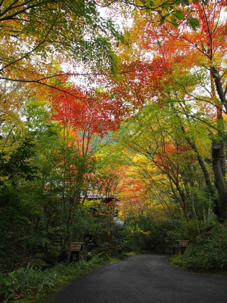 本日の紅葉