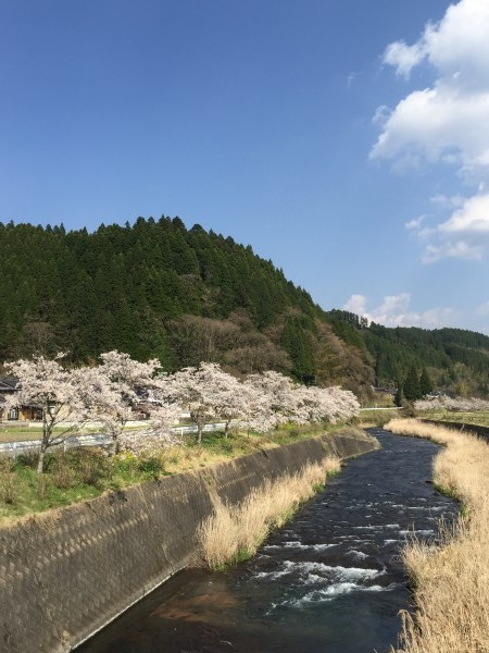 もうすぐ満開！