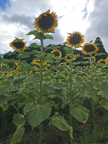 8月になりました