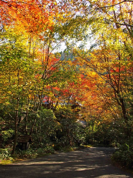 紅葉がピーク