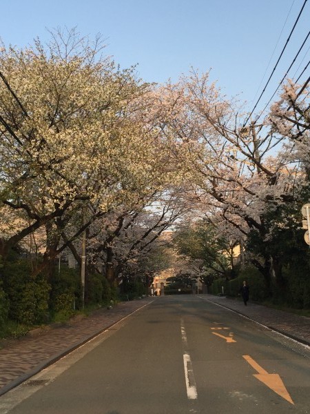 熊本市内は桜が満開