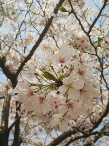 熊本城も桜が満開