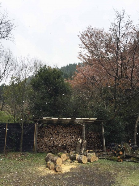 桜吹雪となごり雪