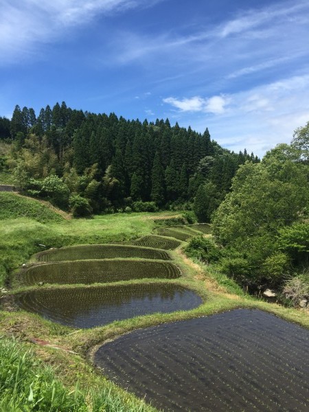 田植えの季節