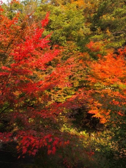 川沿いのもみじが真っ赤です！