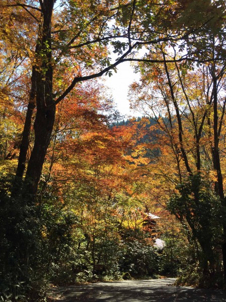 紅葉がピーク