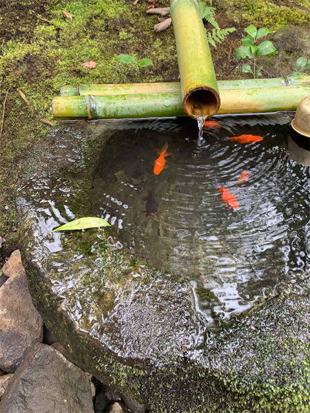 手水鉢の金魚