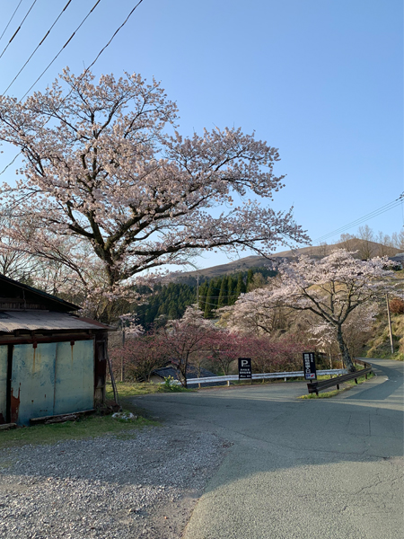 桜がほぼ満開