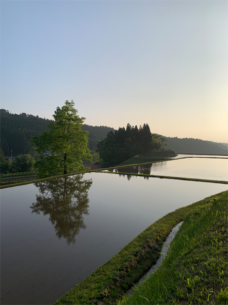 田植えのはじまり