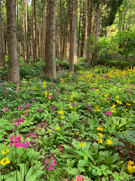 秘密の花園