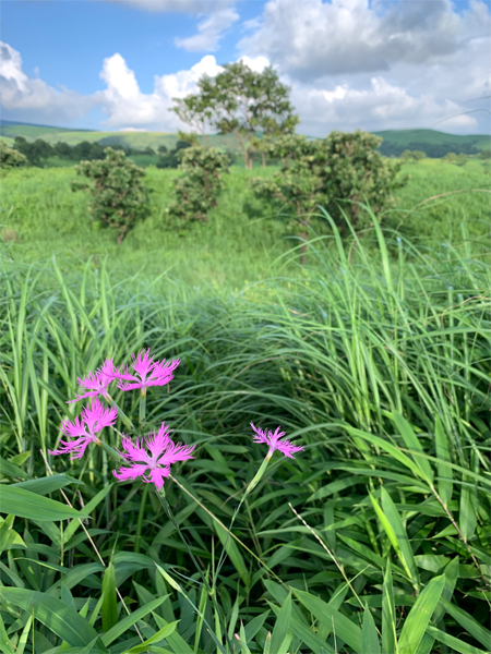 梅雨がようやく明けました