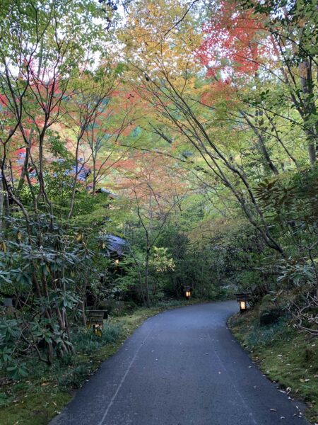 現在、紅葉はこんな感じです