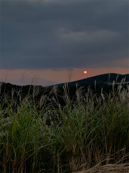 ススキと夕陽