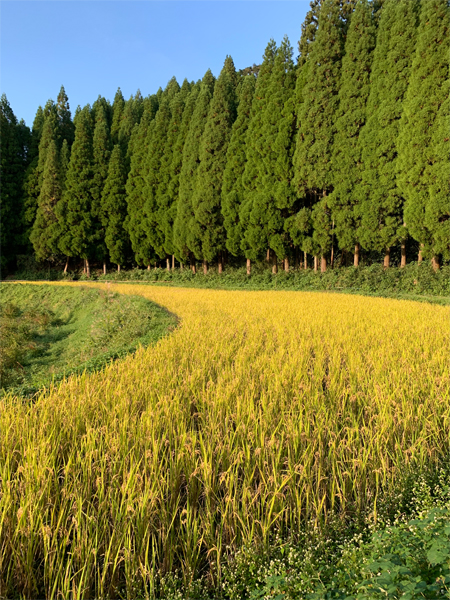 新米の季節です