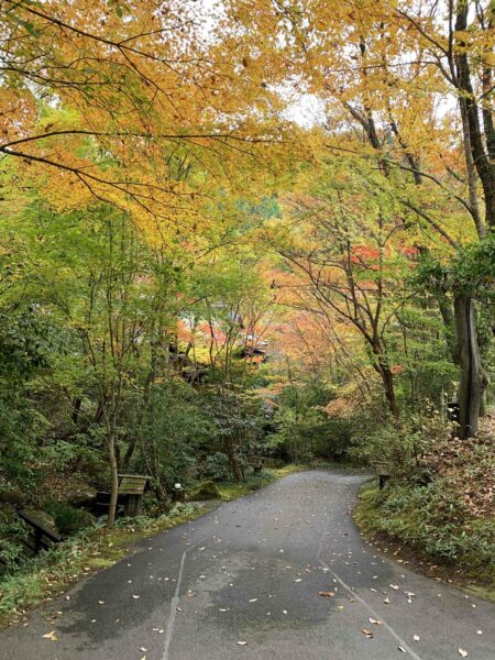 紅葉が見頃です