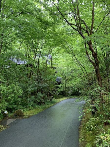 雨上がりの緑