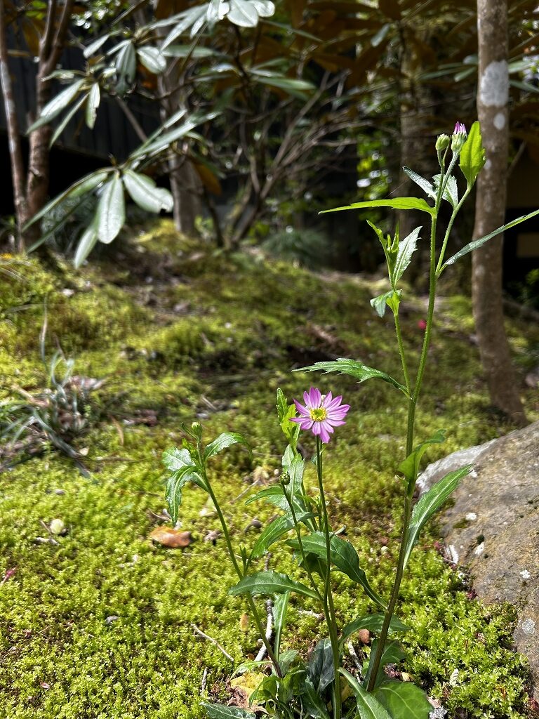 花盛り