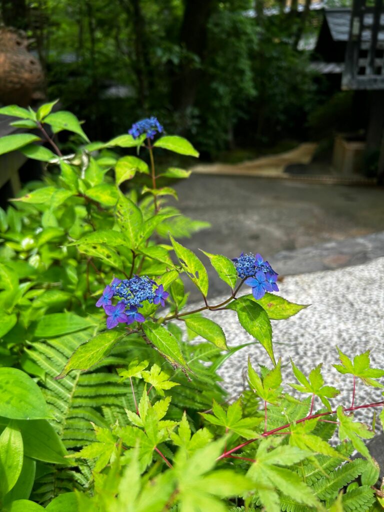 休館日のお知らせ