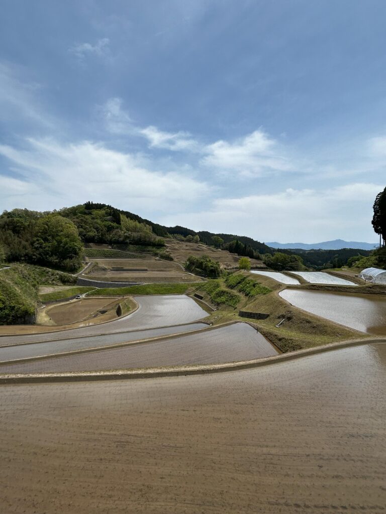 田植え